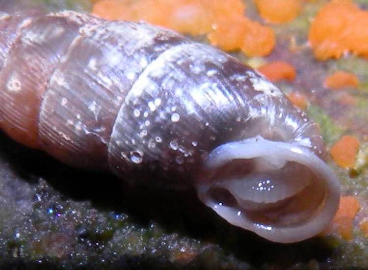 Dal Trentino: Clausiliidae indet